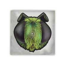 Load image into Gallery viewer, King Gizzard &amp; The Lizard Wizard ‎– Big Fig Wasp ('26 Picture Disc RSD)
