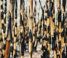 Load image into Gallery viewer, Guy Buttery – Songs From The Cane Fields (20th Anniversary Edition) (2LP VINYL)
